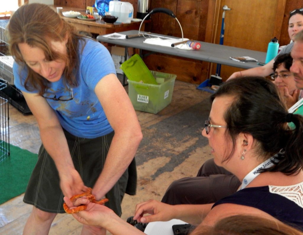 Teachers investigate the movement of animals during their study of biomimicry.